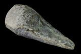 Cretaceous Conulariid Fossil - Kansas #143475-2